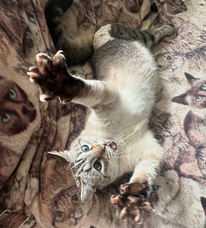 Paralyzed rescued cat with blue eyes lying on a patterned blanket, reaching out with paws in a playful pose.