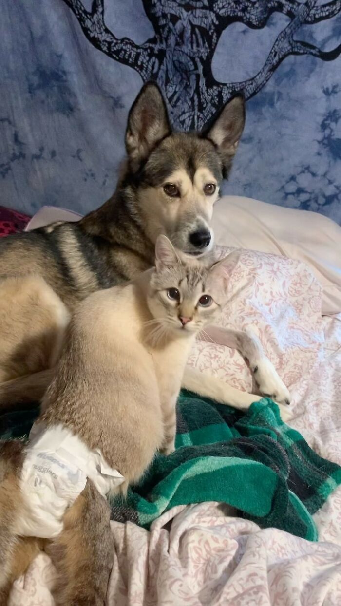 Paralyzed rescued cat resting with dog on bed, wearing a custom wheelchair diaper for mobility support and care.