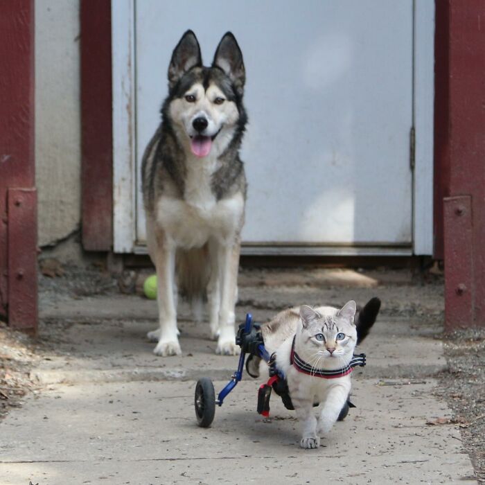 Paralyzed rescued cat zooms around outside using a custom wheelchair designed to support its mobility.