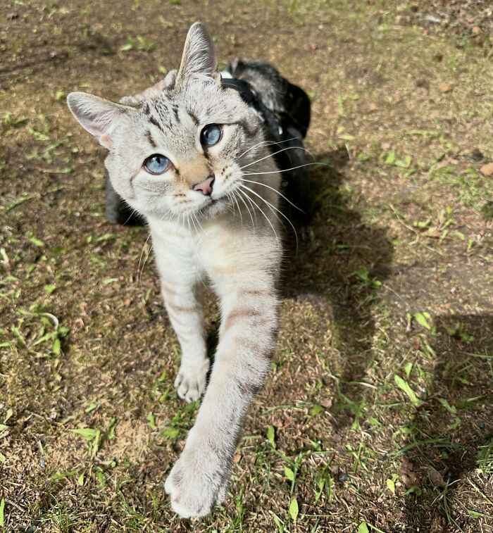 Paralyzed rescued cat with bright blue eyes zooms around outdoors in a custom wheelchair made just for him.