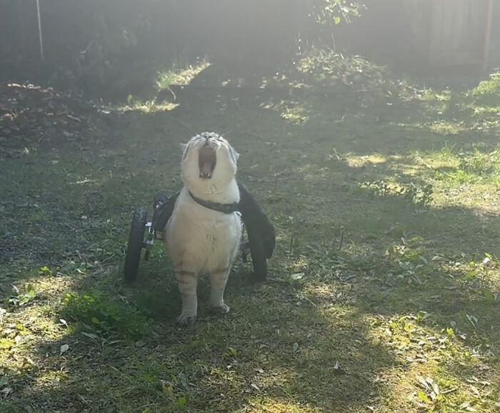 Paralyzed rescued cat outdoors using a custom wheelchair to zoom around on grassy ground in a sunlit garden.