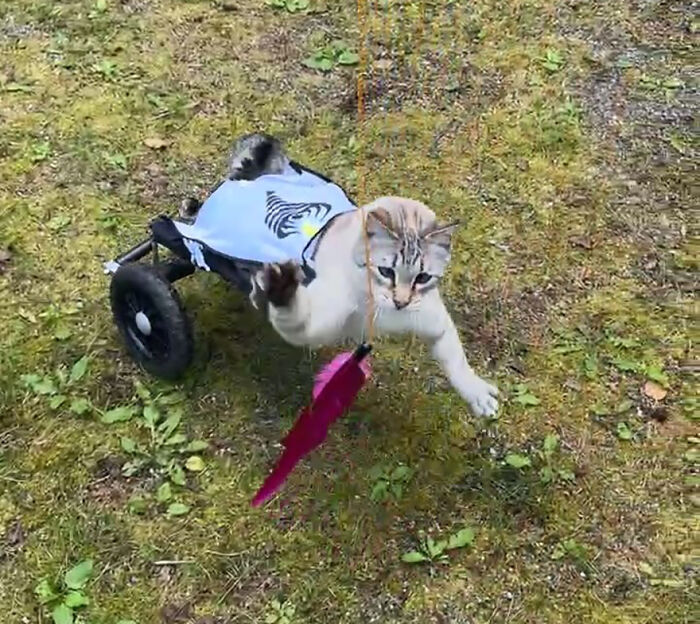 Paralyzed rescued cat playing outdoors, zooming around happily using a custom wheelchair designed just for him.