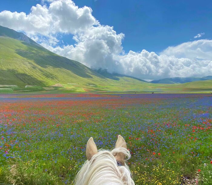 View from horseback over a vibrant wildflower field with mountains and dramatic clouds in an unreal photograph.