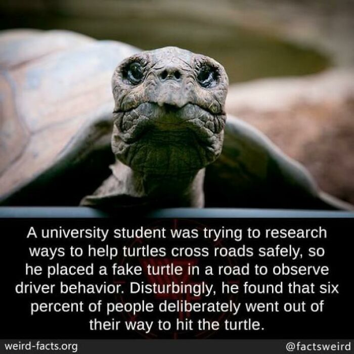 Close-up of a turtle with text about a study showing some drivers deliberately hit turtles, highlighting depressing human behavior.