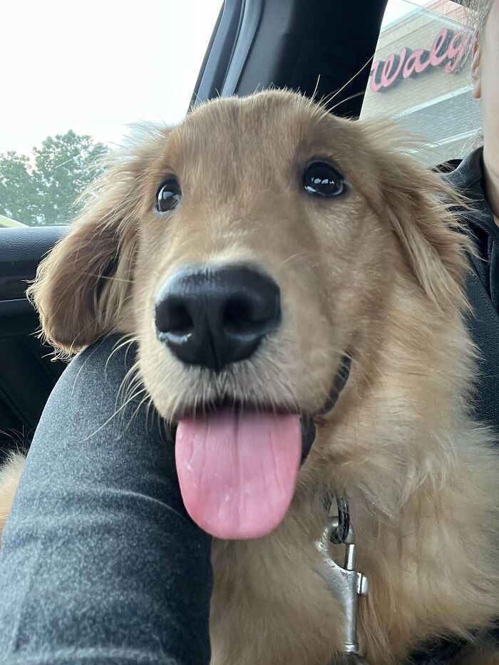 Golden retriever puppy with tongue out, sitting on owner’s lap in car, showcasing wholesome adoption moment.