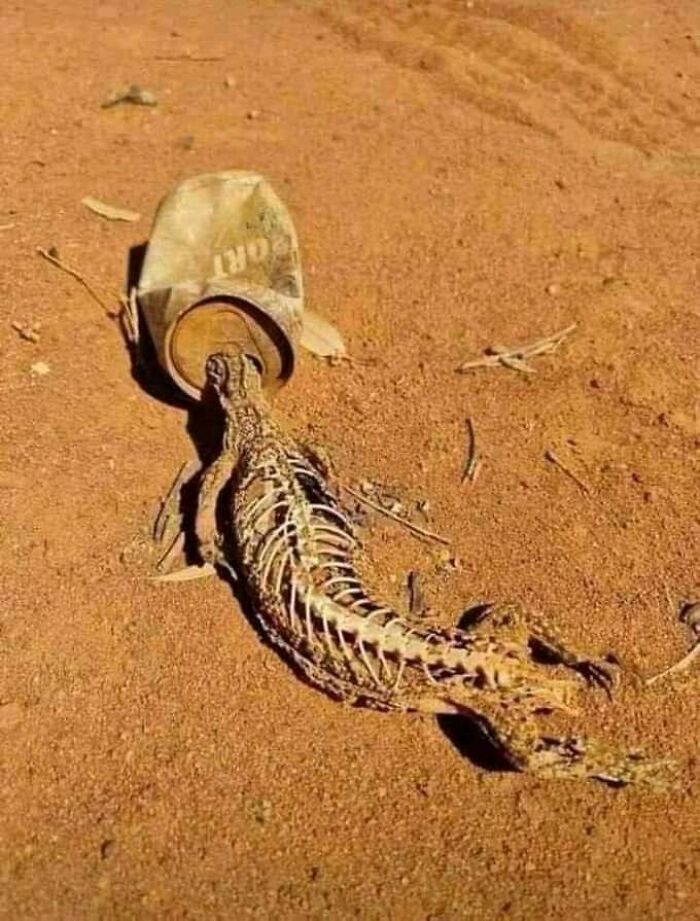 Lizard skeleton trapped inside a crushed can on dry, c*****d soil symbolizing traumatizing environmental impact.