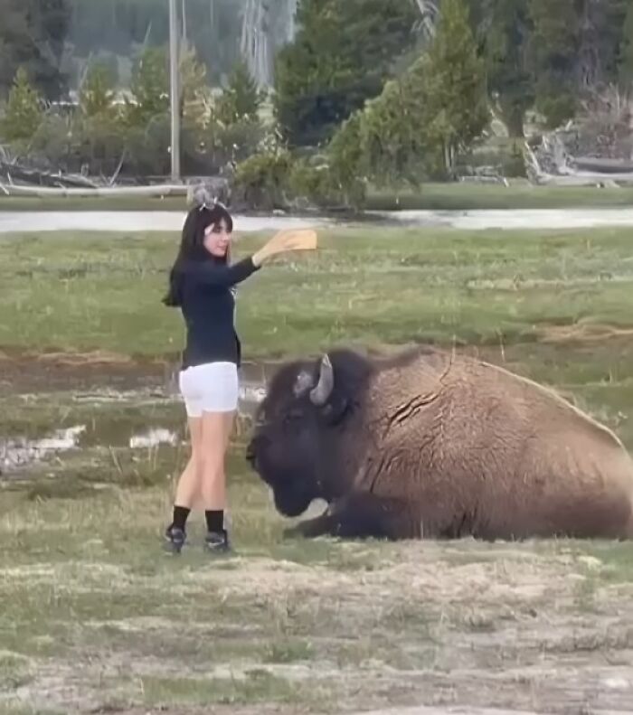 Influencer taking risky selfie dangerously close to a resting bison in an open natural park for views.