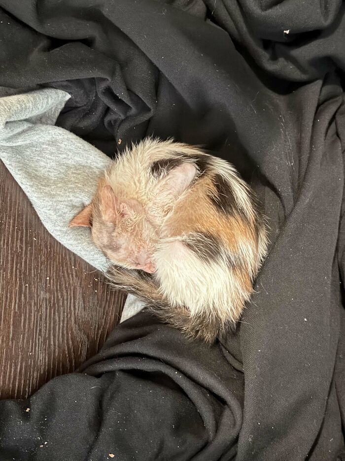 Small calico kitten curled up asleep on dark and gray fabric, depicting a new addition to the family adoption moment.