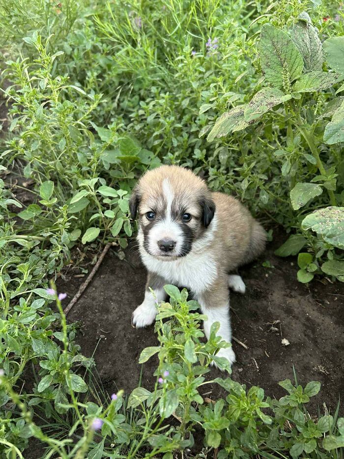 Puppy as new addition to the family sitting among green plants in a natural outdoor setting for adoption photo.