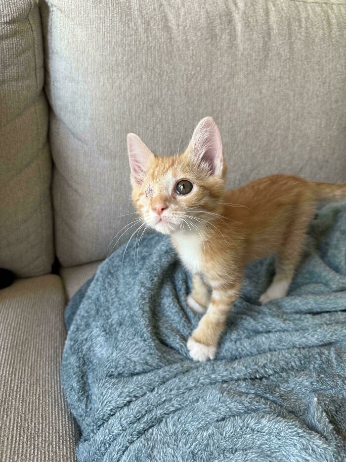 One-eyed orange kitten on a blue blanket, showcasing a wholesome adoption moment and new addition to the family.
