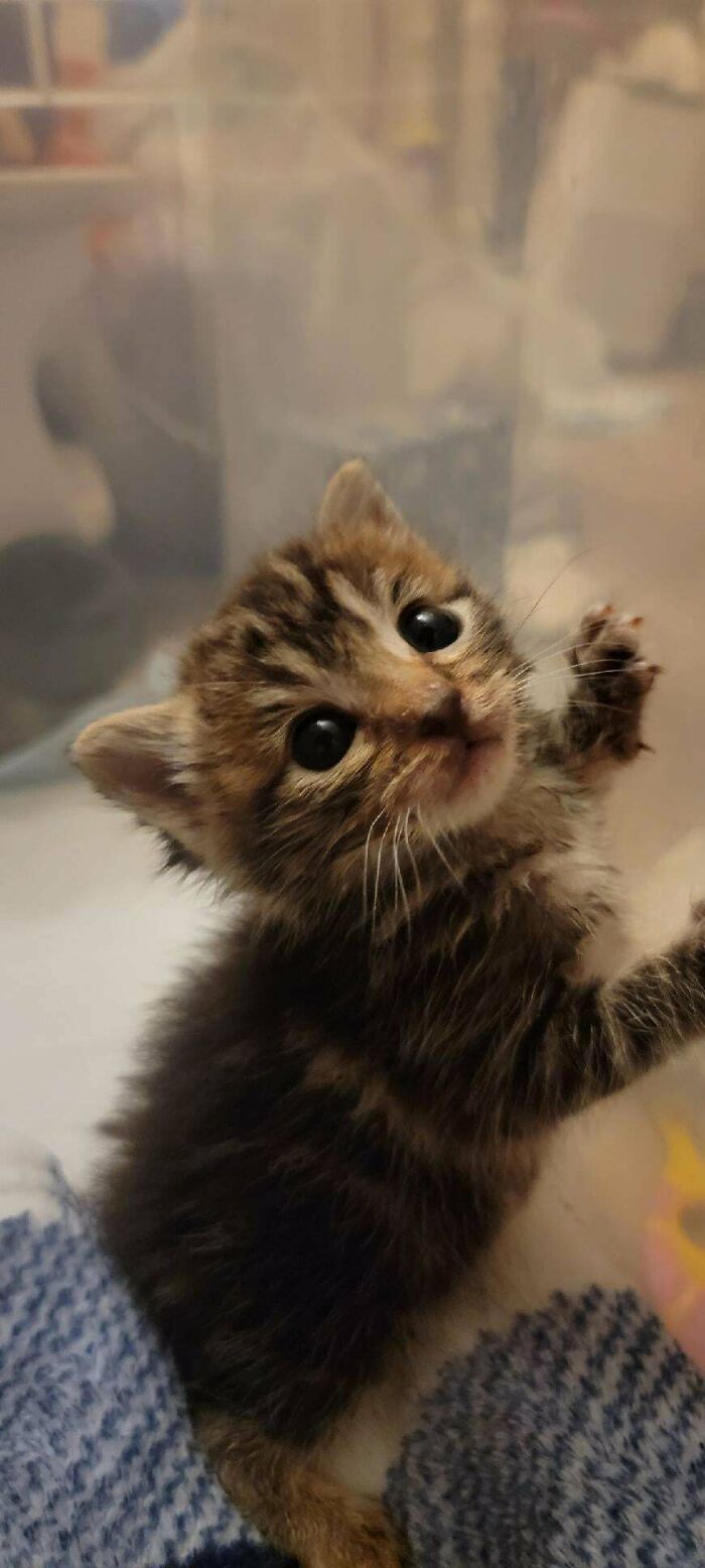 Kitten looking up with wide eyes, a wholesome new addition to the family in adoption pictures this June.
