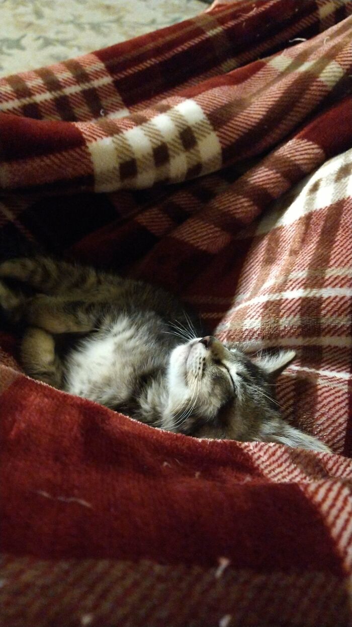 Sleeping kitten wrapped in a red plaid blanket, a wholesome adoption moment of a new addition to the family.