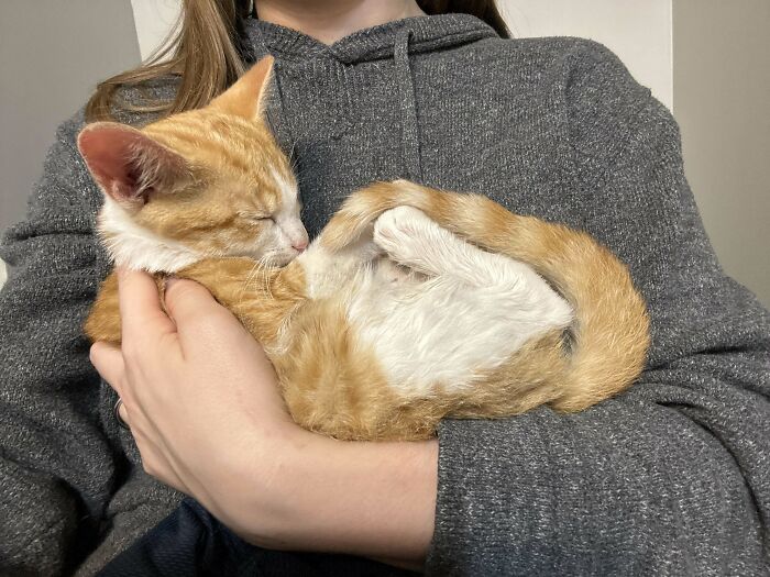 Person wearing gray hoodie gently cradling a sleeping orange and white cat in their arms in a wholesome adoption moment
