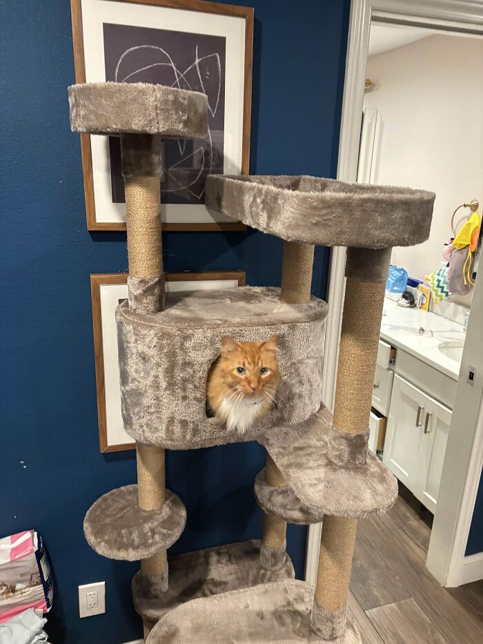 Orange cat peeking out of a beige cat tree in a cozy home setting, showcasing a wholesome adoption moment.