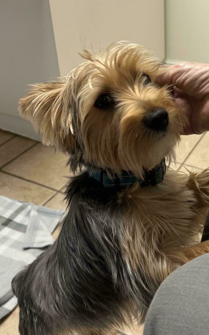 Small dog being petted indoors, showcasing a new addition to the family in a wholesome adoption moment.