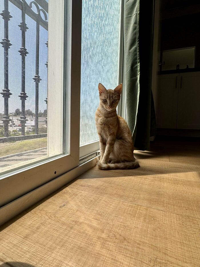 Orange cat sitting by a sunlit window inside a home, representing a new addition to the family adoption pic.
