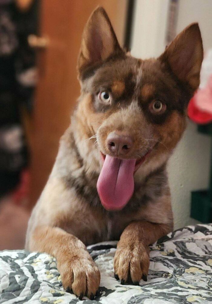 Happy dog with tongue out resting on a bed, showcasing a wholesome adoption moment as a new addition to the family.
