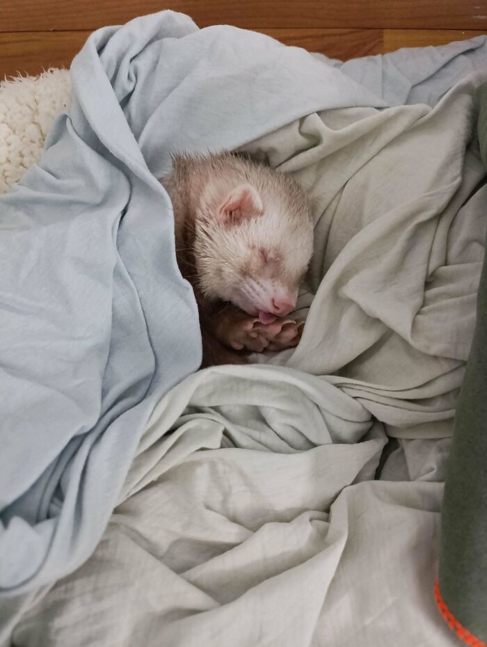 Sleeping ferret wrapped in soft blankets, a wholesome new addition to the family adoption moment.