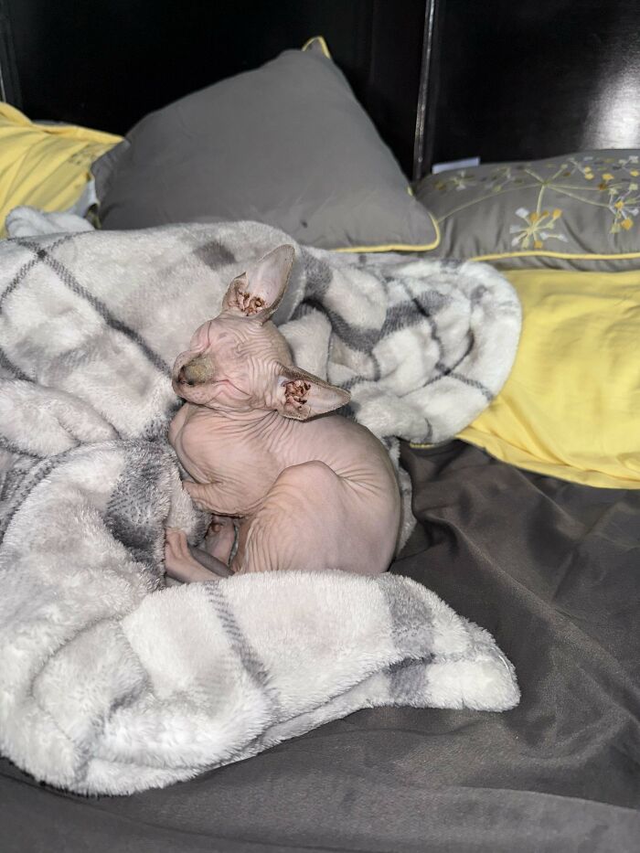 Hairless sphynx cat resting on a soft blanket on a bed, a wholesome adoption moment captured indoors.