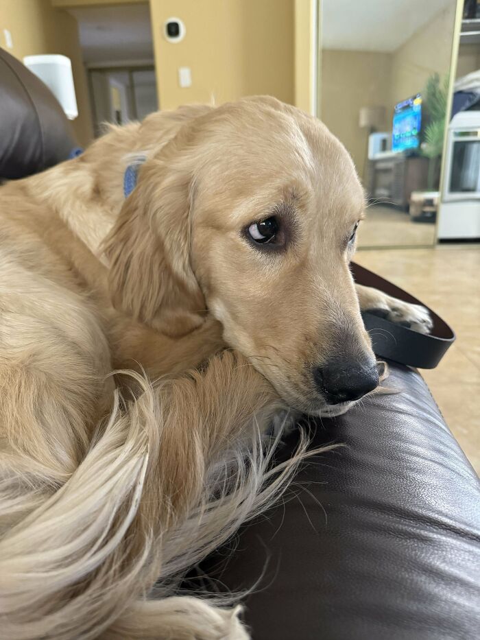 Golden retriever resting on a couch, showcasing a wholesome new addition to the family adoption moment indoors.