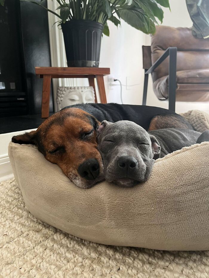 Two dogs peacefully sleeping together in a cozy bed, capturing a wholesome adoption moment of new addition to the family.