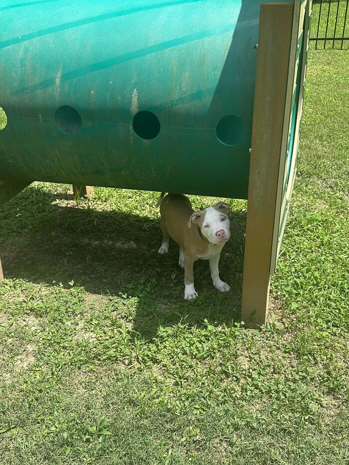 Playful dog in a grassy yard near playground equipment, representing a new addition to the family adoption moment.