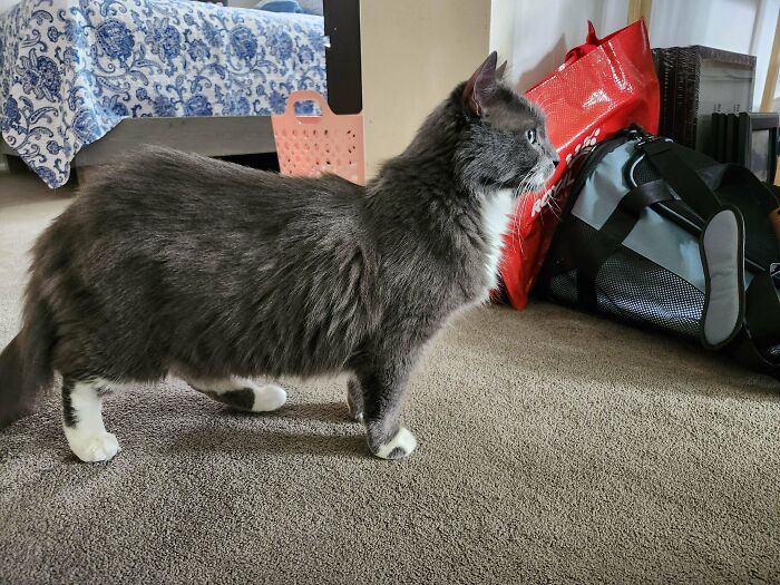 Gray and white cat standing on carpet indoors, showcasing a new addition to the family in a wholesome adoption moment.