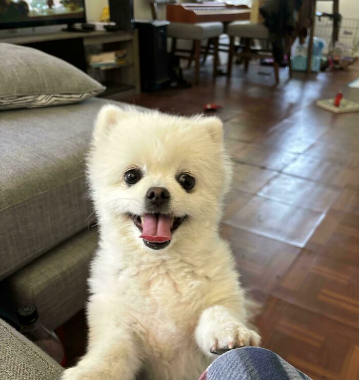 Happy white fluffy dog indoors, a wholesome adoption moment capturing the new addition to the family joy.
