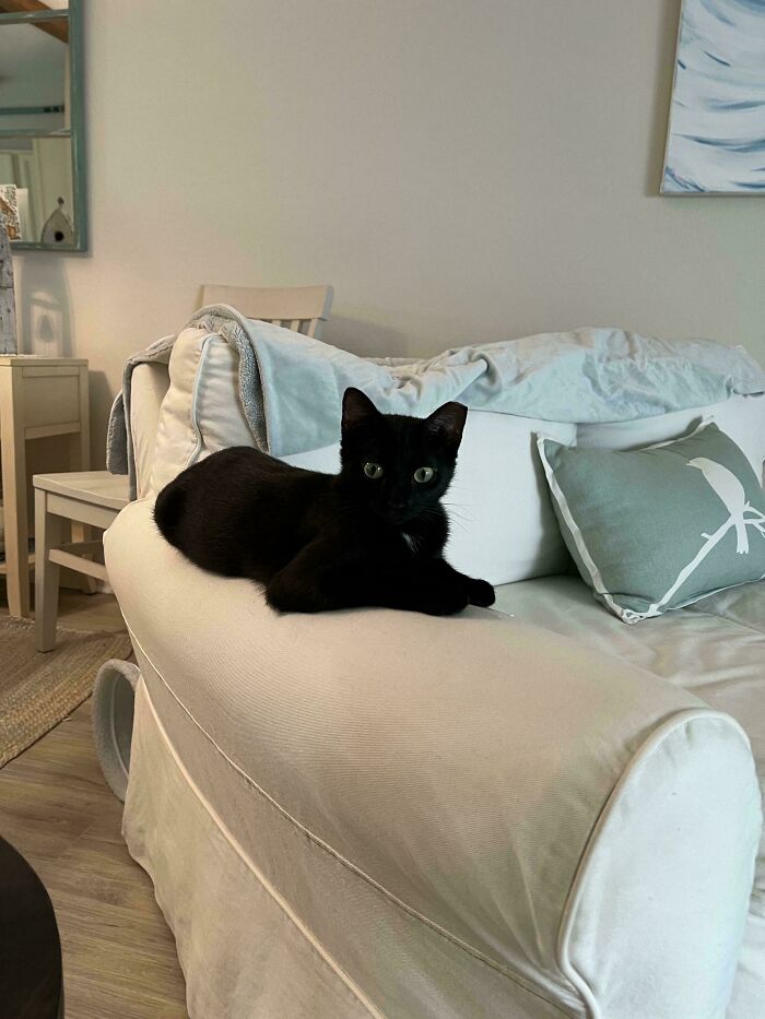 Black cat resting on a white couch in a cozy living room, showcasing a new addition to the family adoption moment.