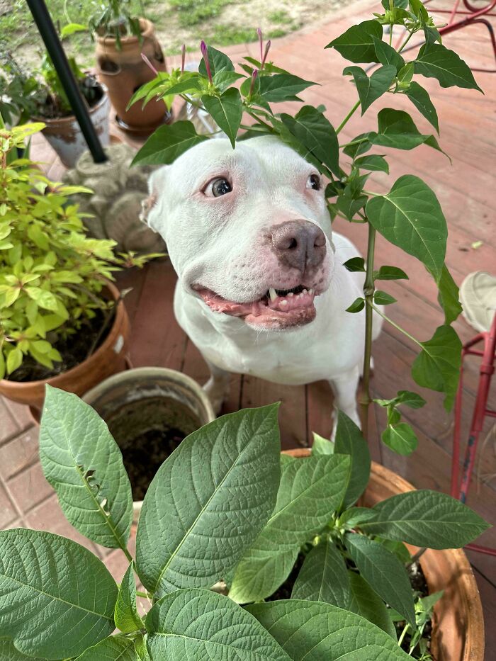 White dog smiling happily among green plants on a patio, capturing a wholesome adoption moment as new addition to the family.