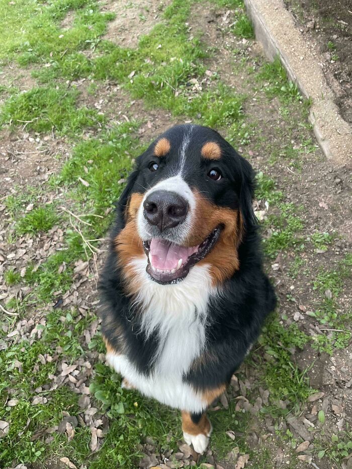 Happy Bernese Mountain Dog sitting outside on grass, capturing a wholesome adoption moment for new addition to the family.