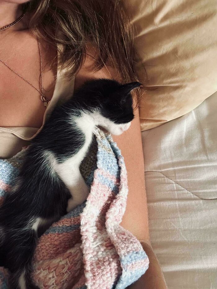 A black and white kitten resting on a person’s arm wrapped in a knitted blanket, symbolizing wholesome adoption moments.