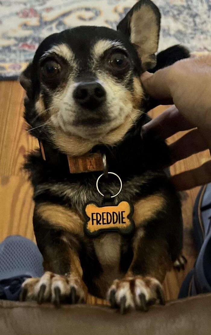 Small dog named Freddie with a collar being petted, showcasing a wholesome adoption moment and new addition to the family