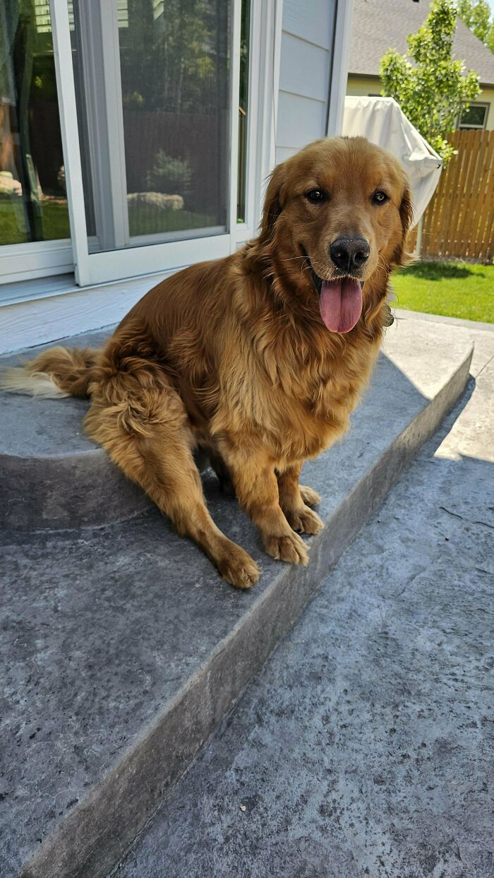 Golden retriever sitting on a concrete step outdoors, showcasing a wholesome adoption moment in a home setting.