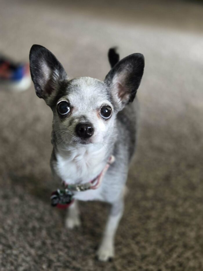 Small dog with large ears looking up, representing a new addition to the family in a wholesome adoption photo.