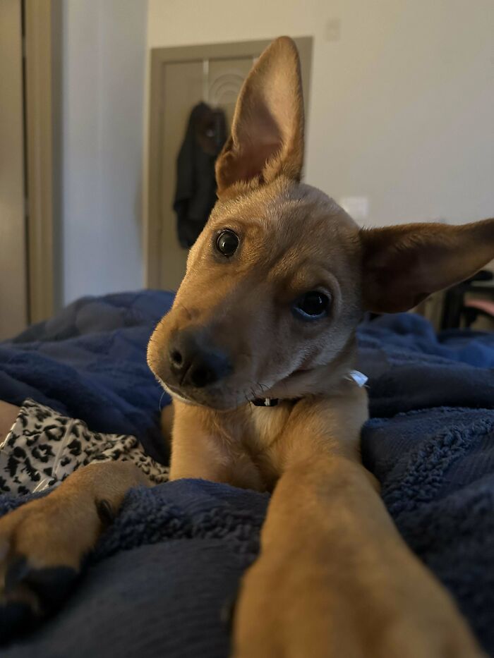 Adopted puppy with a curious head tilt lying on blue blankets, capturing a wholesome adoption moment indoors.