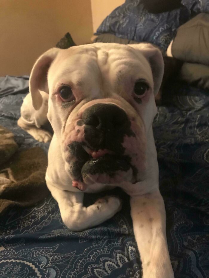 White boxer dog resting on a blue patterned blanket, representing a wholesome new addition to the family adoption moment