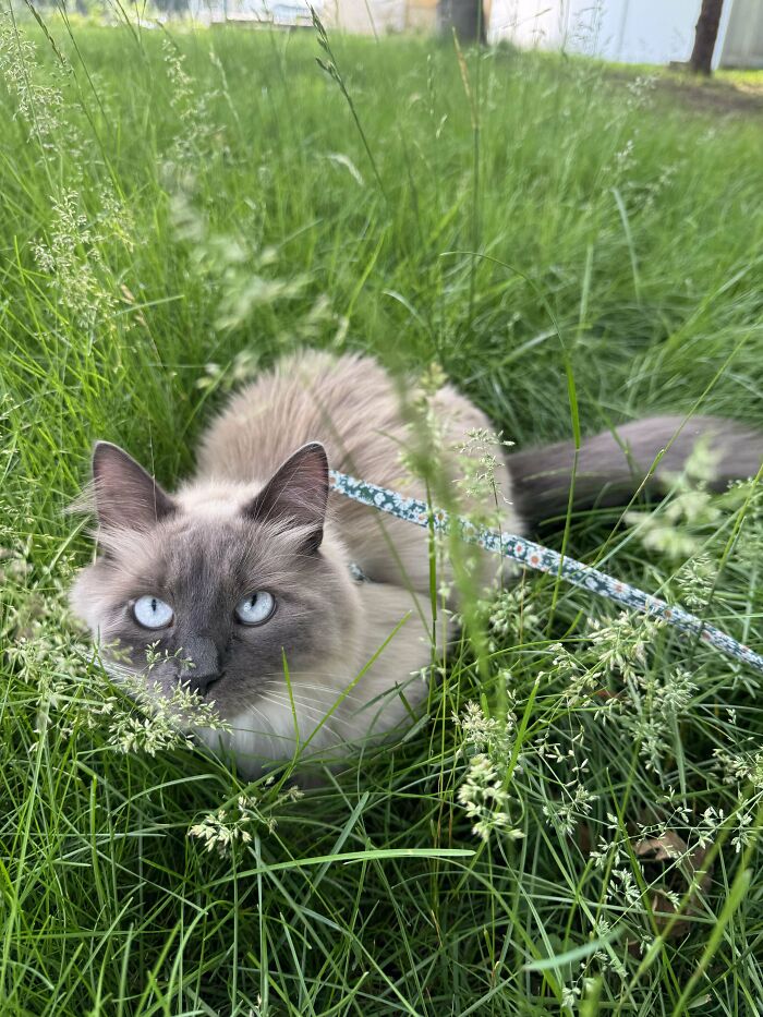 Cat with blue eyes resting in tall green grass on a leash, showcasing a wholesome adoption moment outdoors.