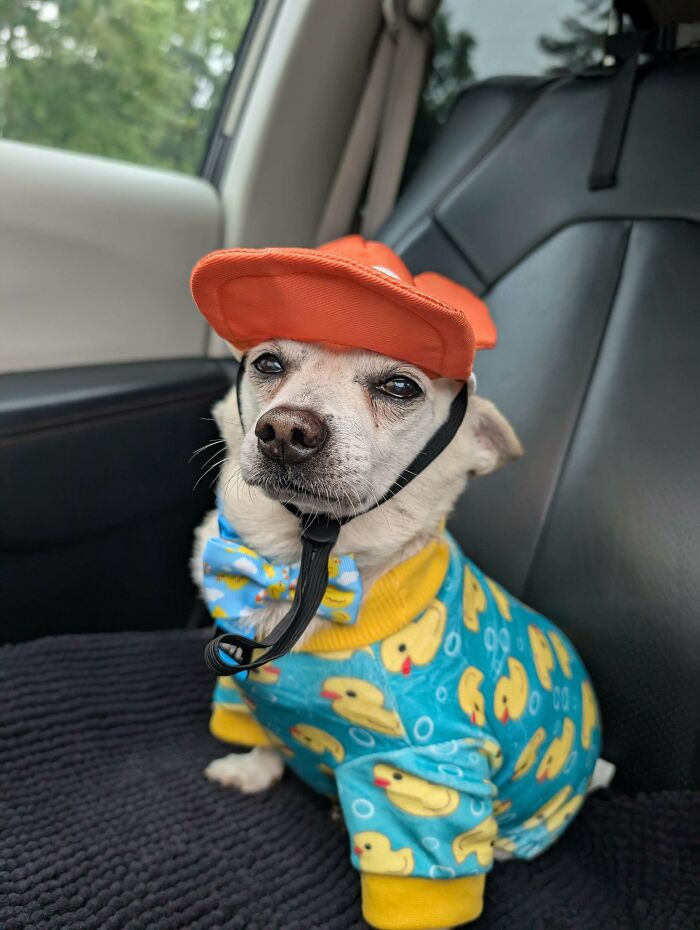 Small dog wearing duck-patterned outfit and orange hat, sitting in car seat, showcasing adorable adoption moment.