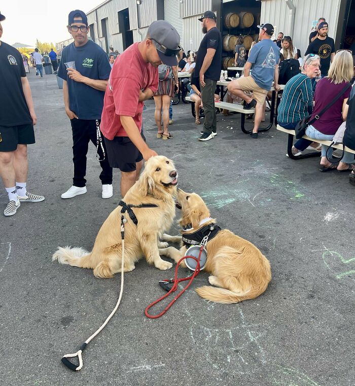 Two golden retrievers wearing harnesses interact as people socialize at an outdoor event, capturing a wholesome adoption moment.