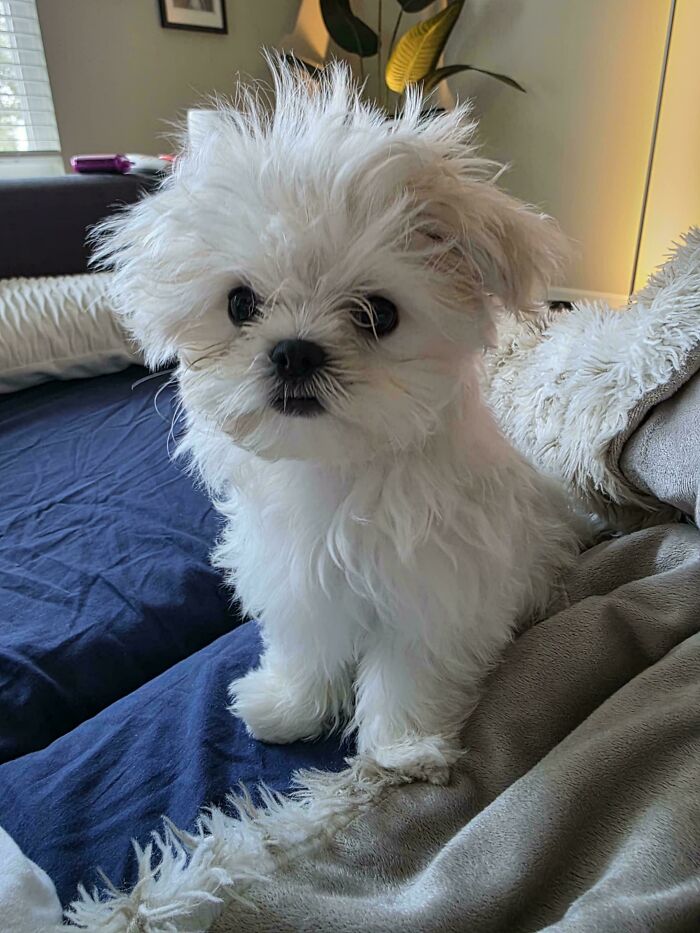 Small white fluffy puppy sitting on a bed, showcasing a wholesome adoption moment as a new addition to the family.