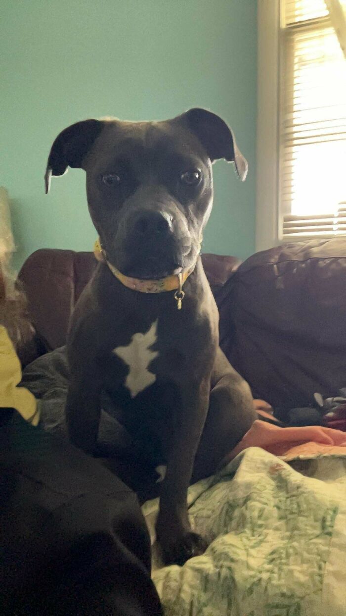 Black dog with white chest marking sitting on a couch as a new addition to the family in a cozy home setting.