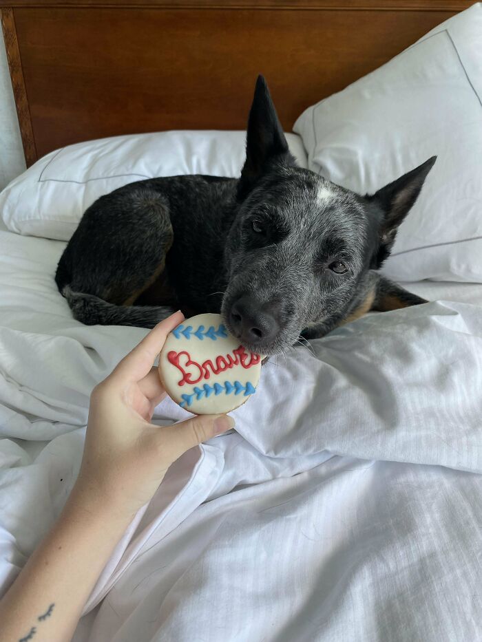 Adopted dog resting on bed with a personalized Braves cookie, celebrating new addition to the family adoption moment.