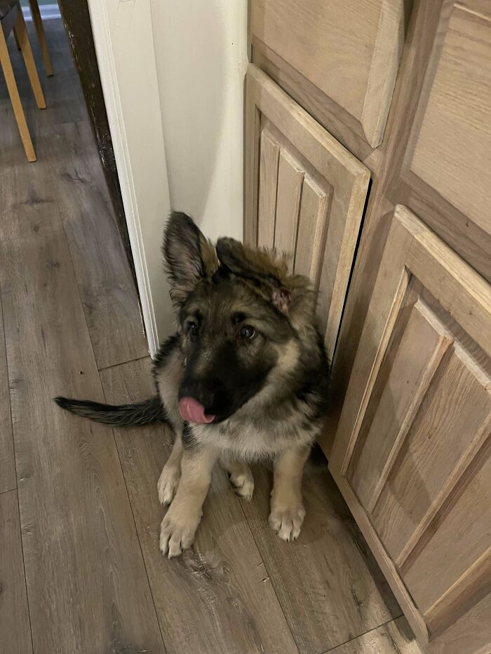 German Shepherd puppy sitting on wooden floor by kitchen cabinets, a wholesome adoption moment captured indoors.
