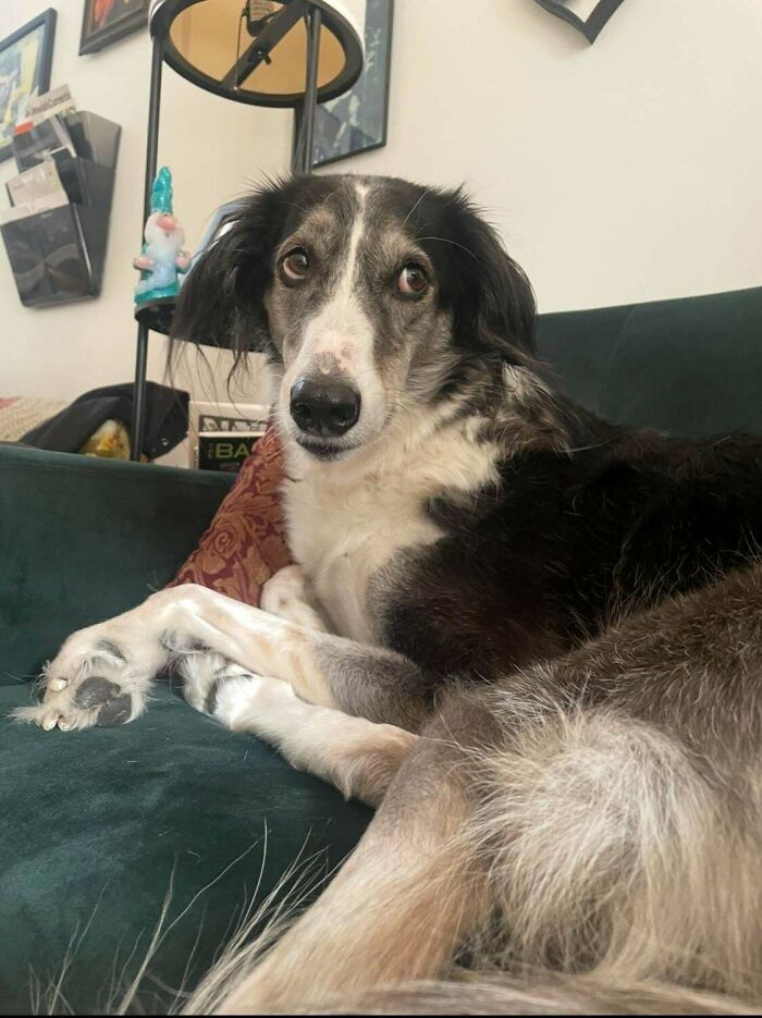 A newly adopted dog relaxing on a couch, showcasing a wholesome adoption moment at home.
