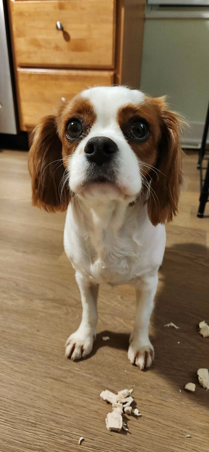 Small dog with big eyes standing on wooden floor with scattered pieces, new addition to the family adoption photo