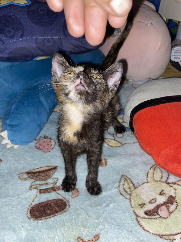Tortoiseshell kitten looking up at hand held above, cozy indoor setting with blankets and plush toys, adoption moment.