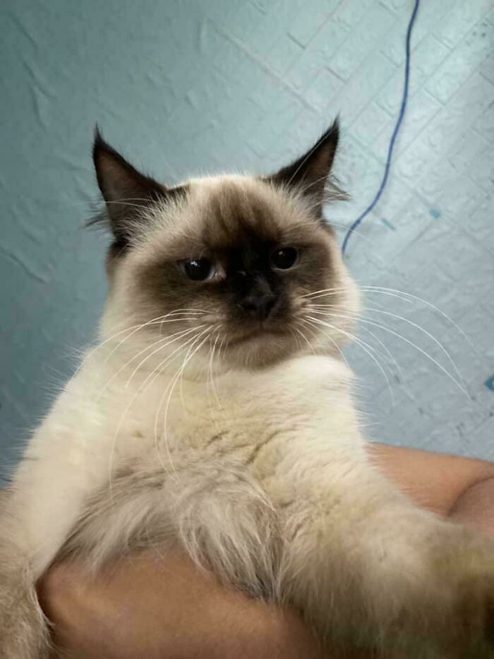 Fluffy cat with dark facial markings and blue eyes being held, showcasing a new addition to the family adoption moment.