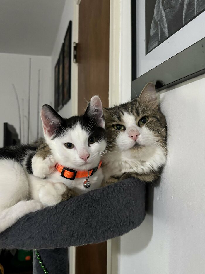 Two cats cuddling on a cat tree, showing a wholesome adoption moment as a new addition to the family.