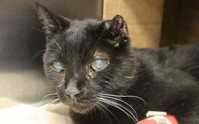 Black cat with cloudy eyes resting indoors, a touching moment capturing a new addition to the family adoption pet.